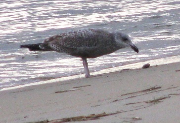 Larus argentatus