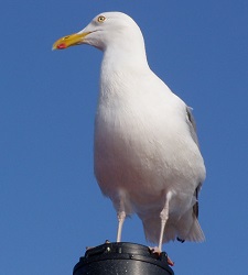 Larus argentatus