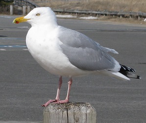 Larus argentatus
