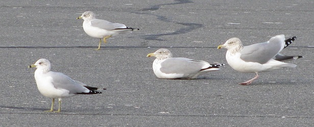 Larus argentatus