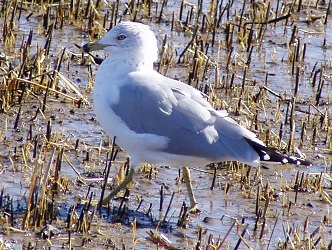 Larus delawarensis