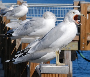 Larus delawarensis
