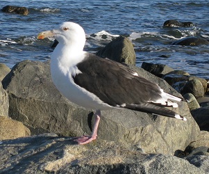 Larus marinus