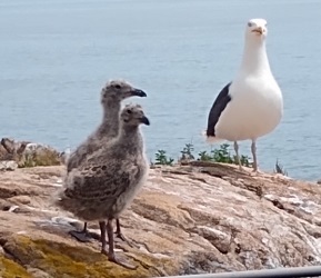 Larus marinus