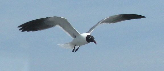 Leucophaeus atricilla