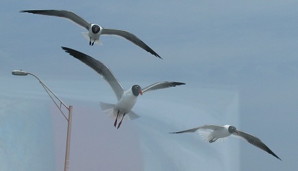 Leucophaeus atricilla