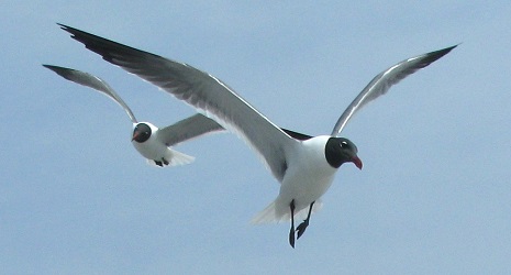 Leucophaeus atricilla