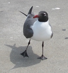 Leucophaeus atricilla