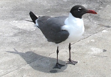 Leucophaeus atricilla