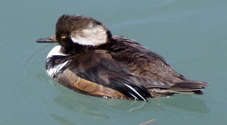 Lophodytes cucullatus