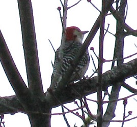 Melanerpes carolinus