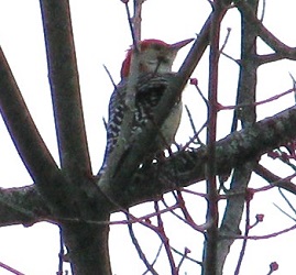 Melanerpes carolinus