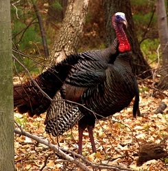 Meleagris gallopavo
