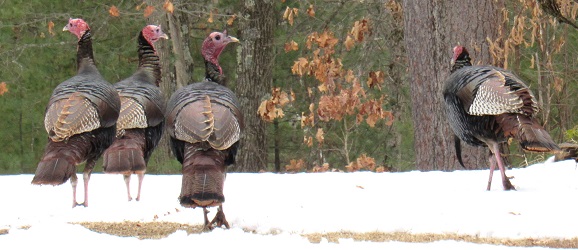 Meleagris gallopavo
