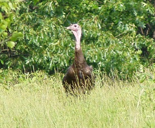 Meleagris gallopavo