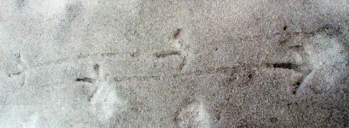 Meleagris gallopavo