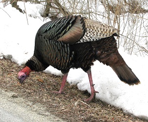 Meleagris gallopavo