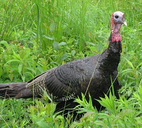 Meleagris gallopavo