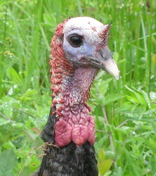 Meleagris gallopavo