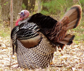 Meleagris gallopavo