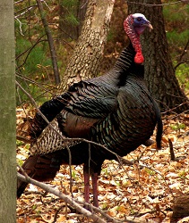 Meleagris gallopavo