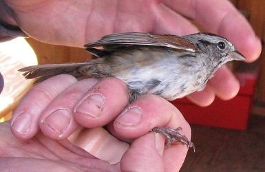 Melospiza georgiana