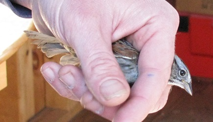 Melospiza georgiana