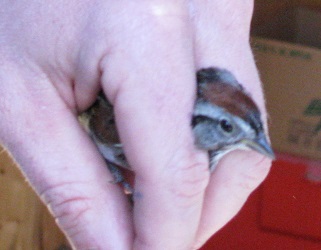Melospiza georgiana