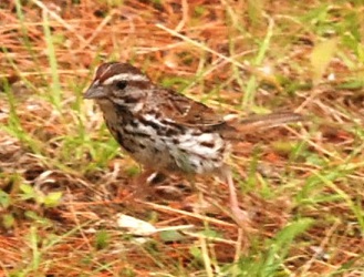 Melospiza melodia