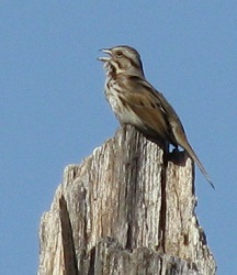 Melospiza melodia