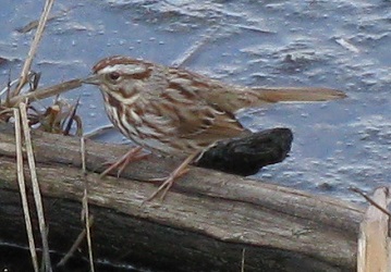 Melospiza melodia