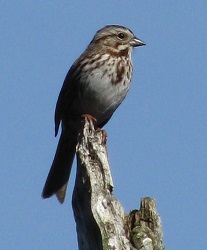 Melospiza melodia