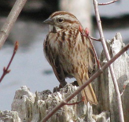 Melospiza melodia