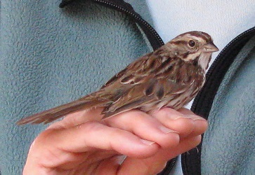 Melospiza melodia