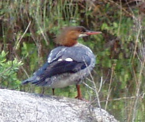Mergus merganser