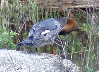 Mergus merganser