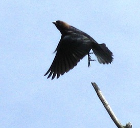 Molothrus ater