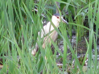 Nycticorax nycticorax