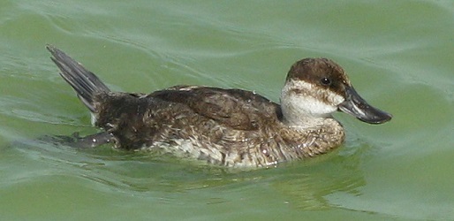 Oxyura jamaicensis