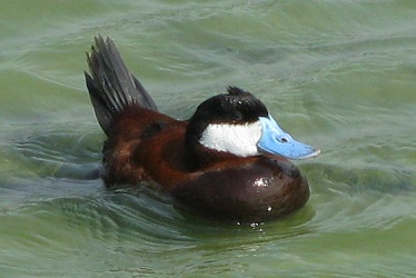 Oxyura jamaicensis