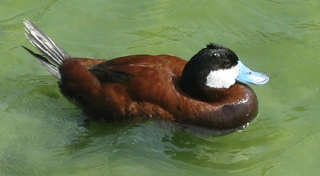 Oxyura jamaicensis