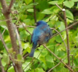 Passerina cyanea