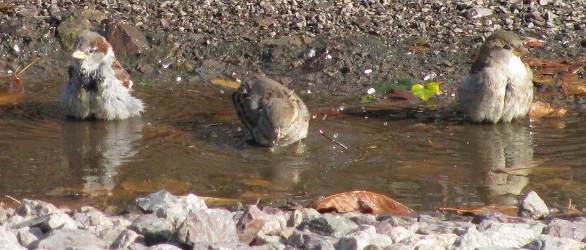 Passer domesticus