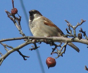 Passer domesticus
