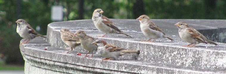 Passer domesticus
