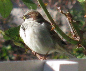 Passer domesticus