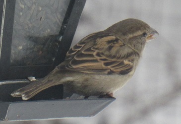Passer domesticus