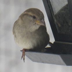Passer domesticus