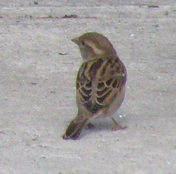 Passer domesticus