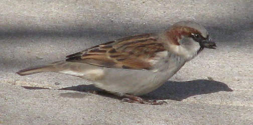 Passer domesticus